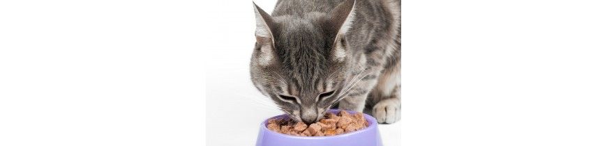 comida humeda gatos