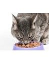 comida humeda gatos