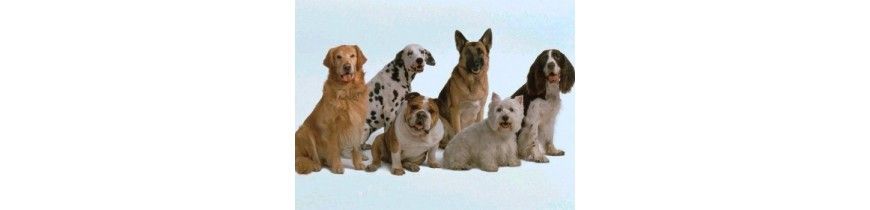 Piensos Naturales para Perros Baratos 