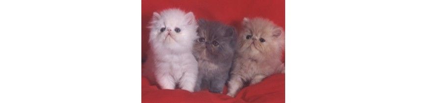 Piensos Naturales para Gatos Baratos 