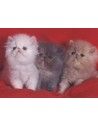 Gatos