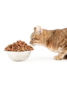 Pienso para Gatos
