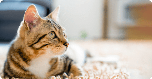 piensos para tu gato